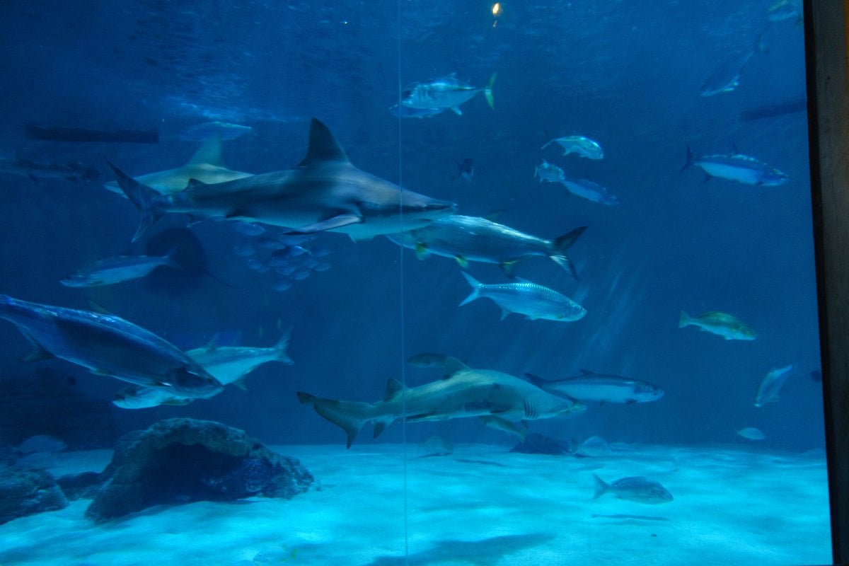 Audubon Aquarium - Gallery Image 3